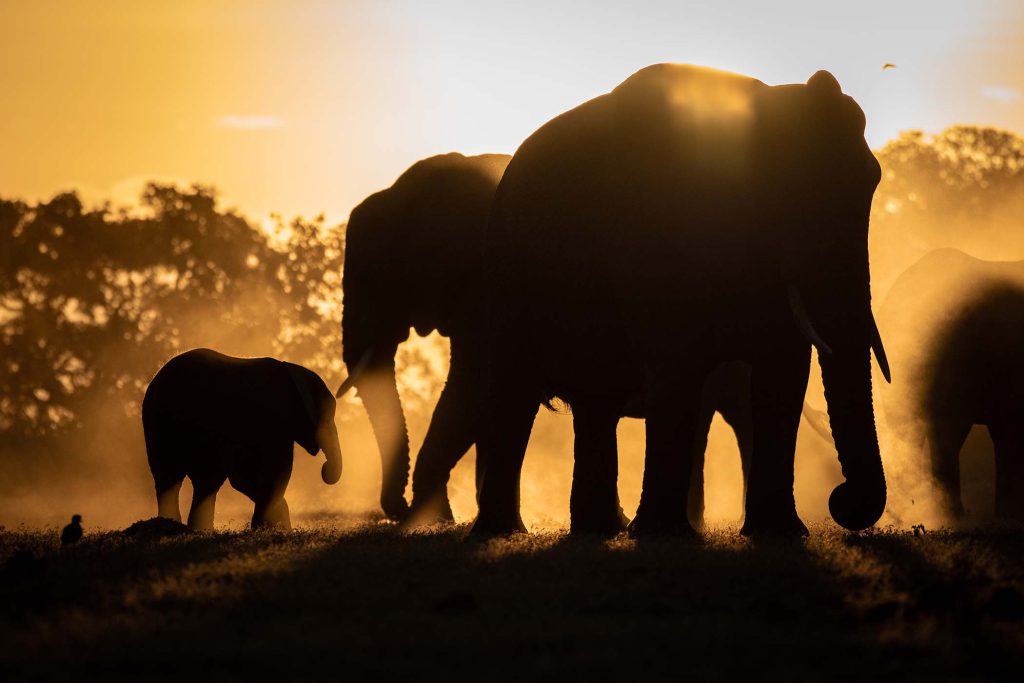 a-silhouette-of-a-herd-of-elephant-loxodonta-afri-XCU9KLJ.jpg